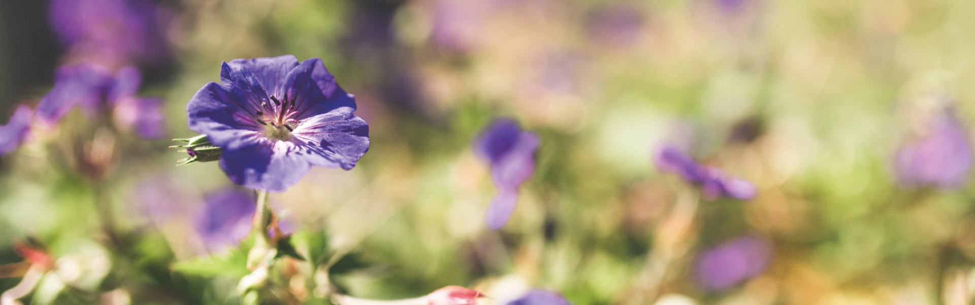 Cleeve Lodge | Garden Flowers